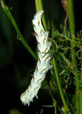 Bruchi colorati del Parco del Ticino